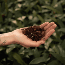 Vaškuolių (Hoya) gruntas (5L)
