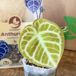 Anturių gruntas / Anthurium mix (5L)