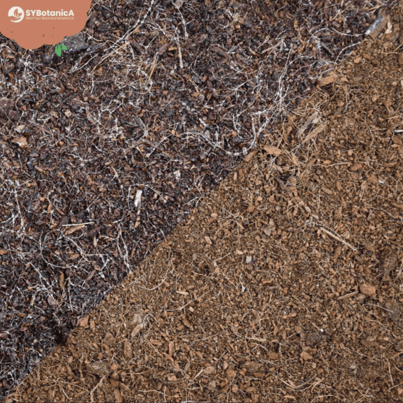 Kokoso plaušas (coco coir)