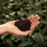 Biohumusas (worm castings) (3 L)