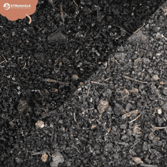 Biohumusas (worm castings) (3 L)
