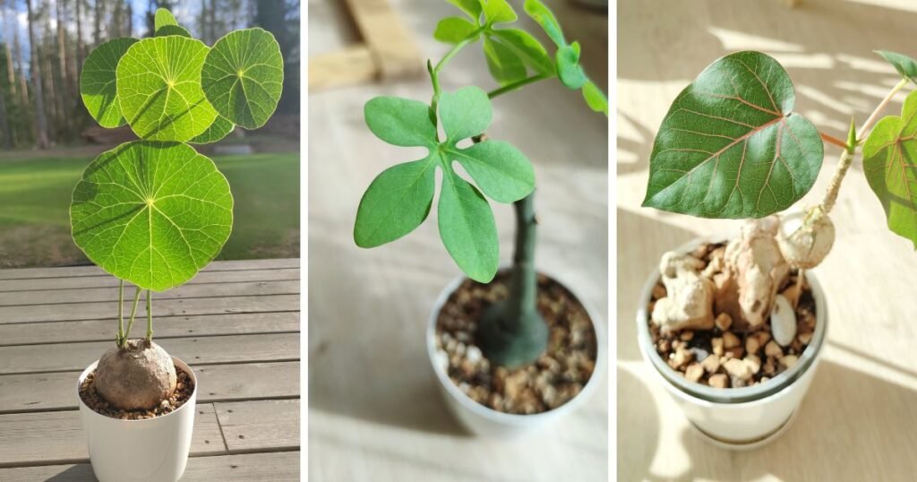 Kaudeksiniai augalai arba augalai storuliai - kas tai?