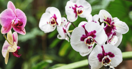Blogas: Orchidėjų priežiūra namuose – sveikas falenopsis žydintis
